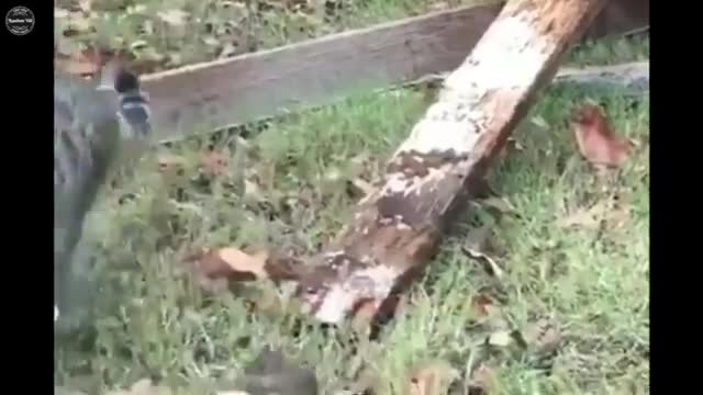 Fanny dogs and cats video