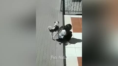 Funny videos pets playing