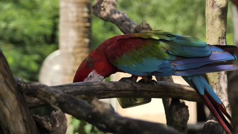 Macaw parrot feeding on a branch