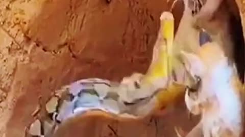 Snake and lion