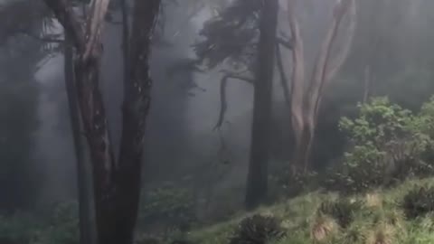 I hear Dementors and unicorns roam the forest