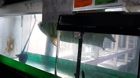 OLDEST AROWANA IN PHILIPPINES