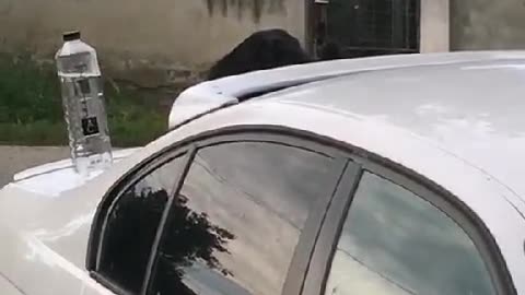 'Gangsta' Cat 😎😎😎