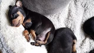 Miniature pinscher puppies