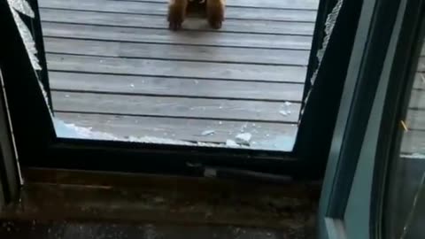 Funny Animal Videos 2024 Best Dogs And Cats Videos 😺😍short,viral,tiktok