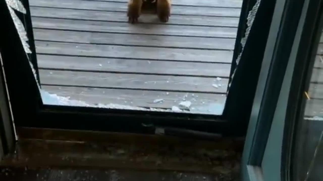 Funny Animal Videos 2024 Best Dogs And Cats Videos ๐บ๐short,viral,tiktok