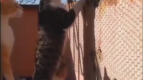 Best Funny Animal Videos 2022 😂 - Funniest Cat And Cats Videos 😻