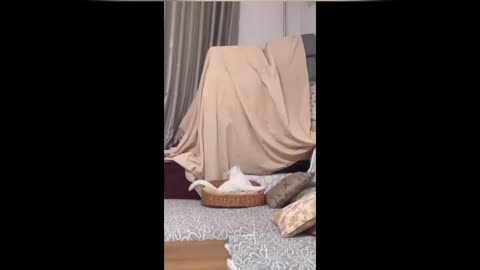 It's fun to see ☺️ these supper funny and cute animals