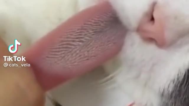 Funny cat video 2