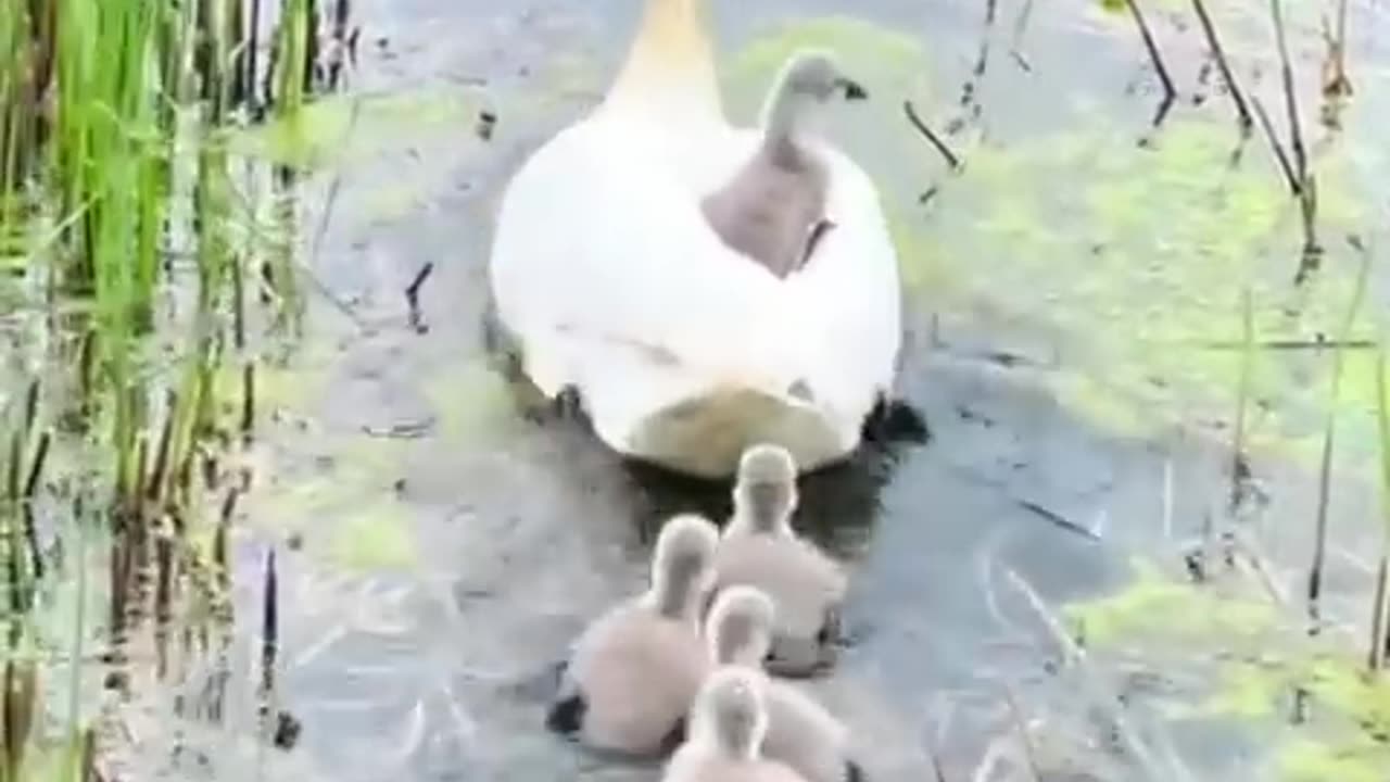 Try Not To Laugh Dogs And Cats 😁 - Best Funniest Animals Video 2024
