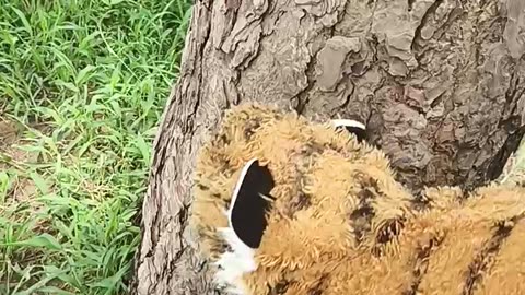 Prank with dog animal funny video #viral #funny
