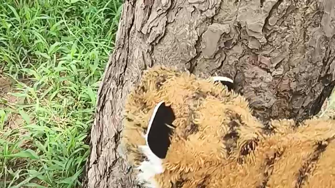 Prank with dog animal funny video #viral #funny