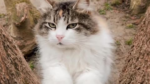 Cute kitten sharpening her claws