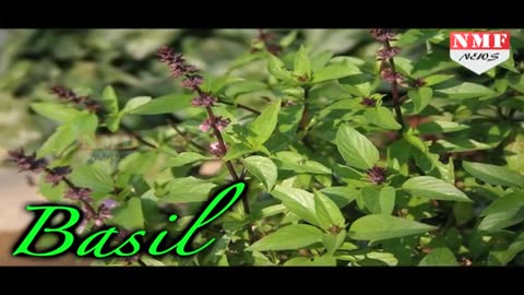 Best Home Remedies To Cure Low Blood pressure