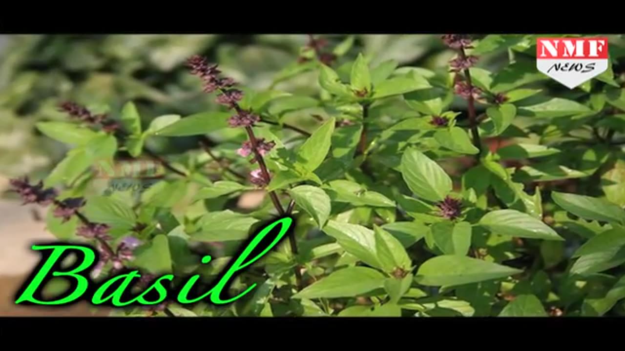 Best Home Remedies To Cure Low Blood pressure