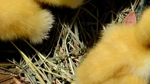 Cluster of Yellow Baby Chicken