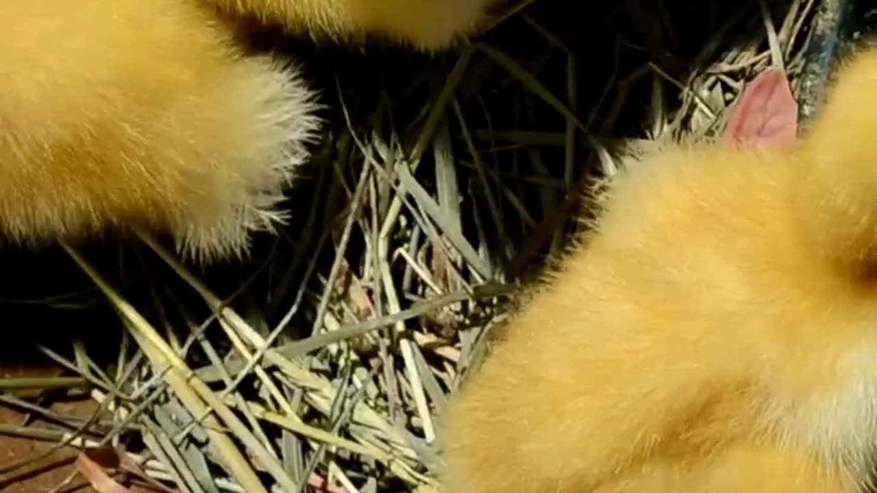 Cluster of Yellow Baby Chicken