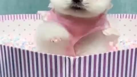 best of best funy