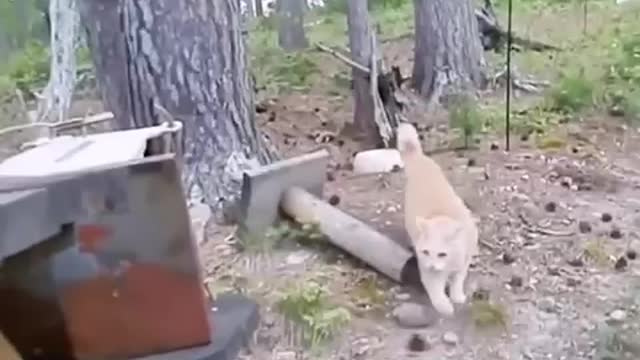 You want to catch me? No way!