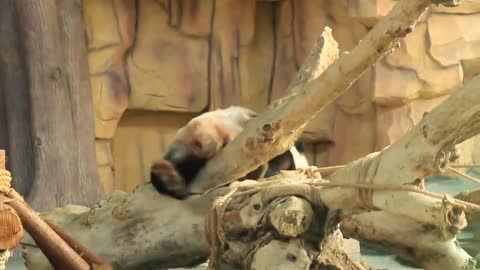 The Fantastic Beasts Giant Panda Zoo is much more fun