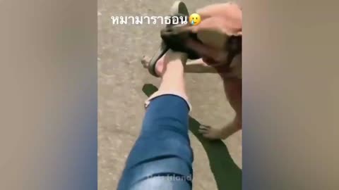Funny animal😁😁