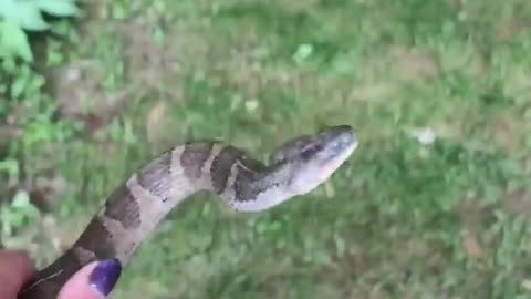 A Water Snake Takes a _Nice Bite_ of a Girls Hand