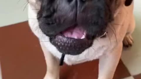 Animal funny videos