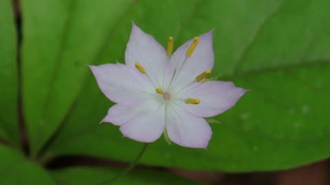 Broad-Leaved Starflower
