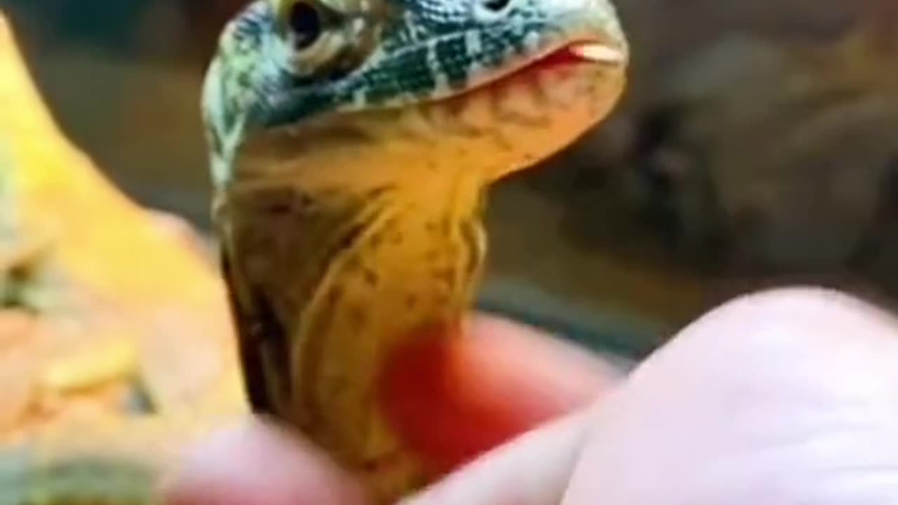 Things you didn’t know about Komodo Dragons