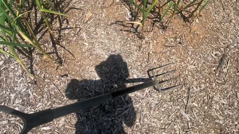 Garlic Harvest and Curing