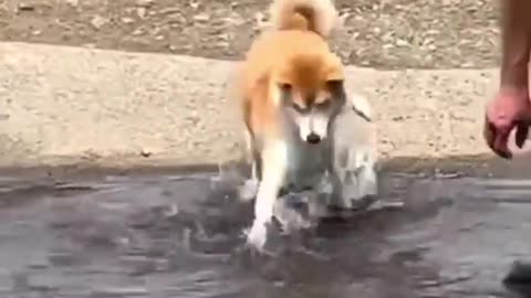 Funny animals videos