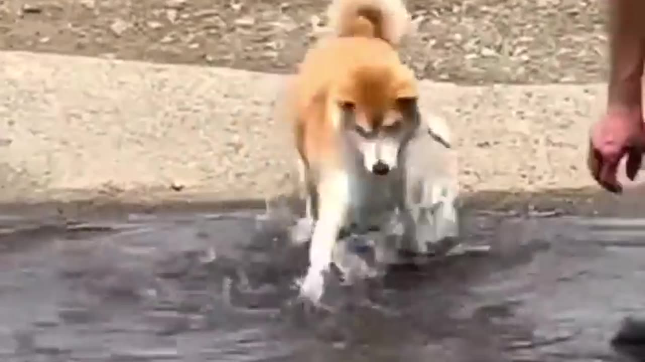 Funny animals videos