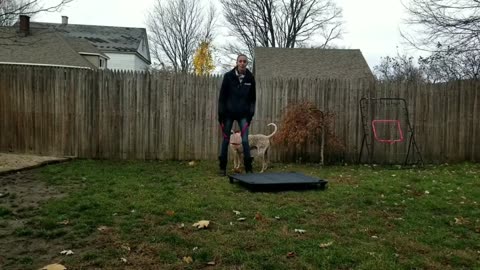 Albany Dog Trainers _ Delmar Dog Trainers _ 2 Year Old American English Coonhound Mix, Cobi (Part 1)
