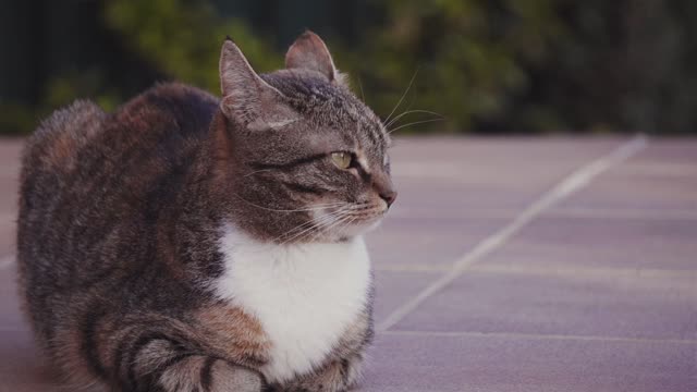 Video Of A great Cat Walking
