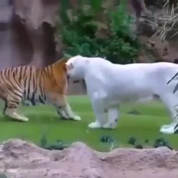 Tiger Playing with a friend