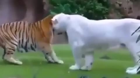 Tiger Playing with a friend