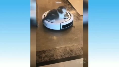 Cat and dog clips
