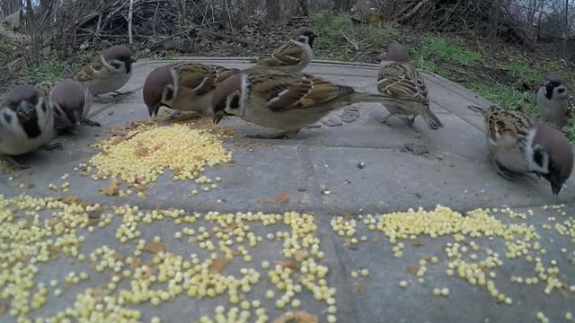 Birds eating food.