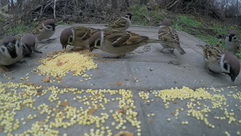 Birds eating food.