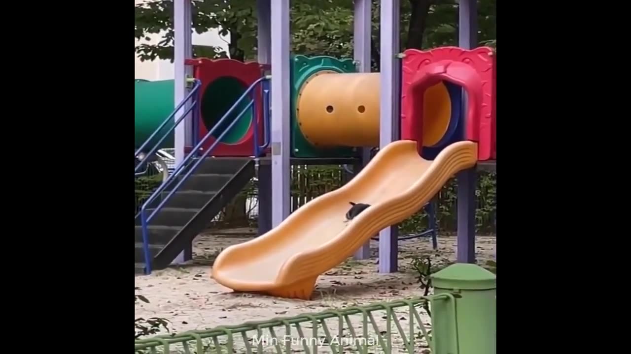 funny animalsππππ