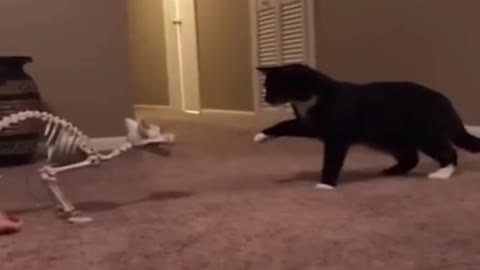 cat Funniest moments #Funny shorts