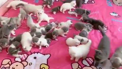 WOW! What's Going On Here - So Sweet cat and dog