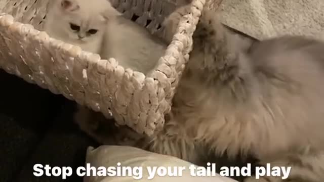The cat plays with its little tail again