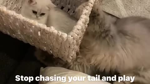 The cat plays with its little tail again