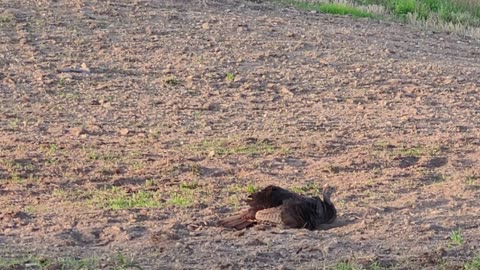 Turkey dusting herself