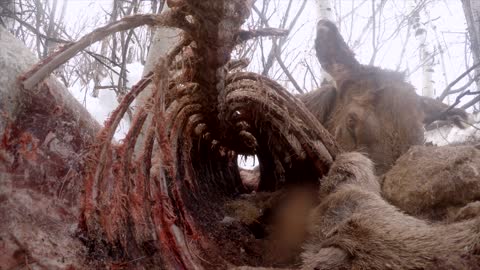 Red Foxes Enjoy Elk Carcass