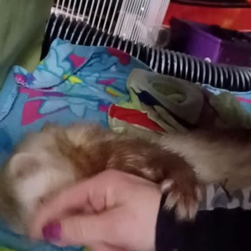 Ferret nibbles and Hugs!!!