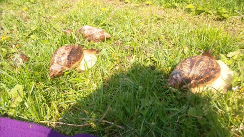 27. Gljiva Ludara - Djogani