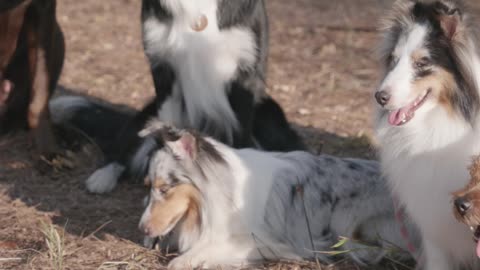 Dogs lovers