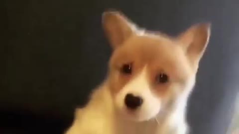 A Wolf is a dog